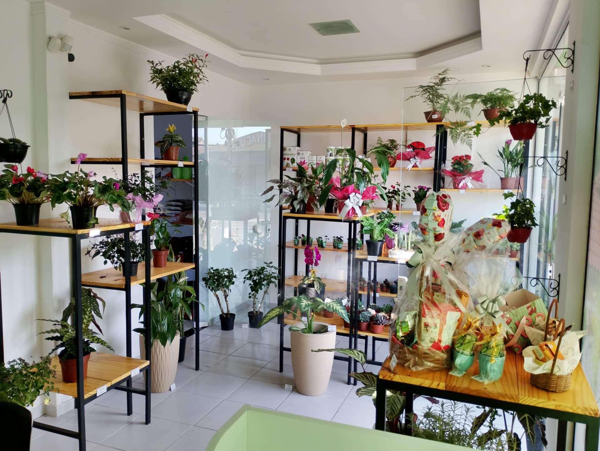 Interior da loja Confia Lar com plantas, flores e produtos para jardim